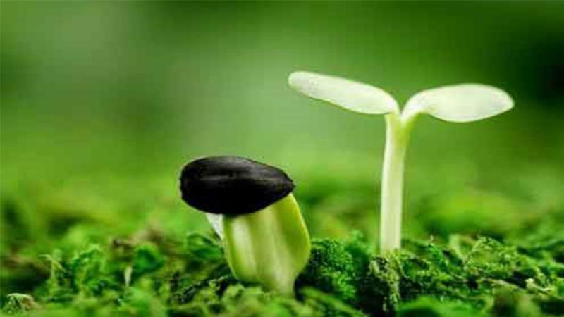 Không gian sống biết ơn nội thất ấm cúng và đầy ý nghĩa